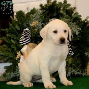 Kathy, Yellow Labrador Retriever Puppy