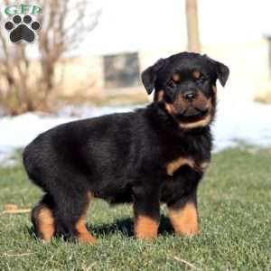 Kathy, Rottweiler Puppy
