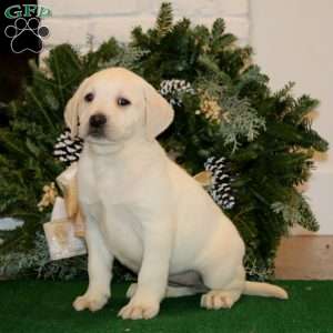 Kathy, Yellow Labrador Retriever Puppy