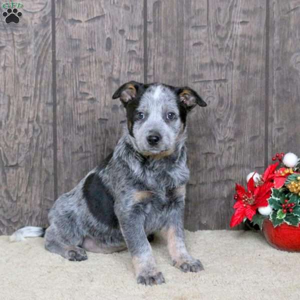 Katie, Blue Heeler – Australian Cattle Dog Puppy