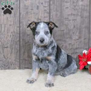 Katie, Blue Heeler – Australian Cattle Dog Puppy