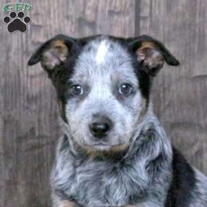 Katie, Blue Heeler – Australian Cattle Dog Puppy