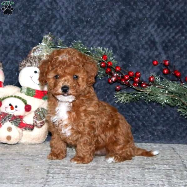 Katie, Cavapoo Puppy