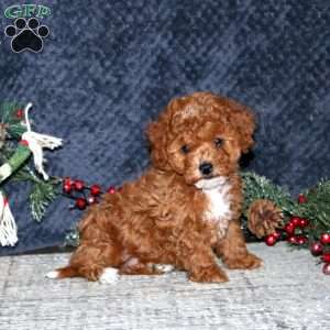 Katie, Cavapoo Puppy