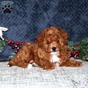 Katie, Cavapoo Puppy