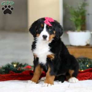 Katy, Bernese Mountain Dog Puppy