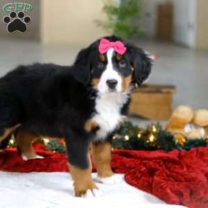 Katy, Bernese Mountain Dog Puppy