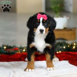 Katy, Bernese Mountain Dog Puppy