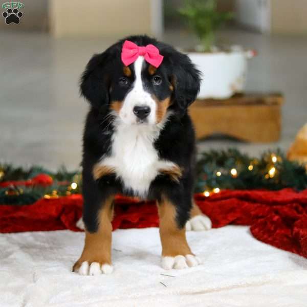 Katy, Bernese Mountain Dog Puppy