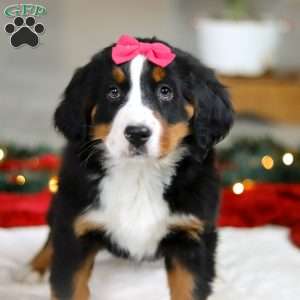 Katy, Bernese Mountain Dog Puppy