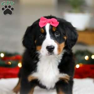 Katy, Bernese Mountain Dog Puppy