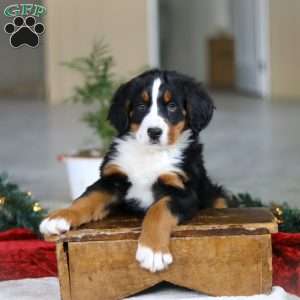 Katy, Bernese Mountain Dog Puppy