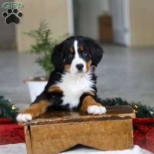 Katy, Bernese Mountain Dog Puppy