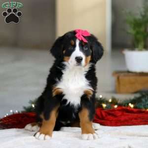 Katy, Bernese Mountain Dog Puppy
