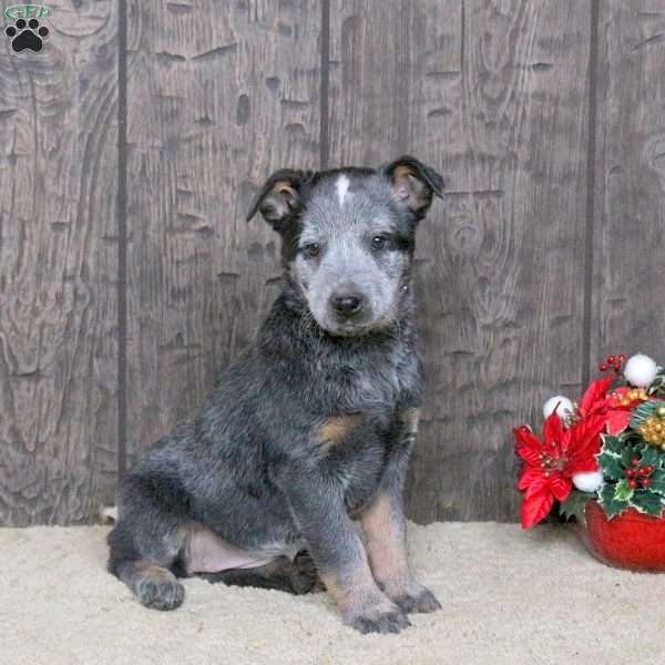 Kayla, Blue Heeler – Australian Cattle Dog Puppy