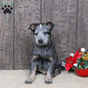 Kayla, Blue Heeler – Australian Cattle Dog Puppy