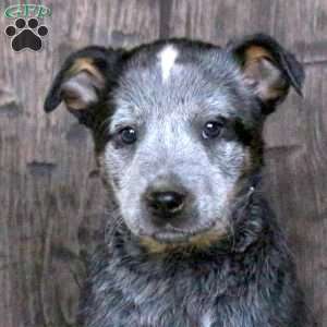 Kayla, Blue Heeler – Australian Cattle Dog Puppy
