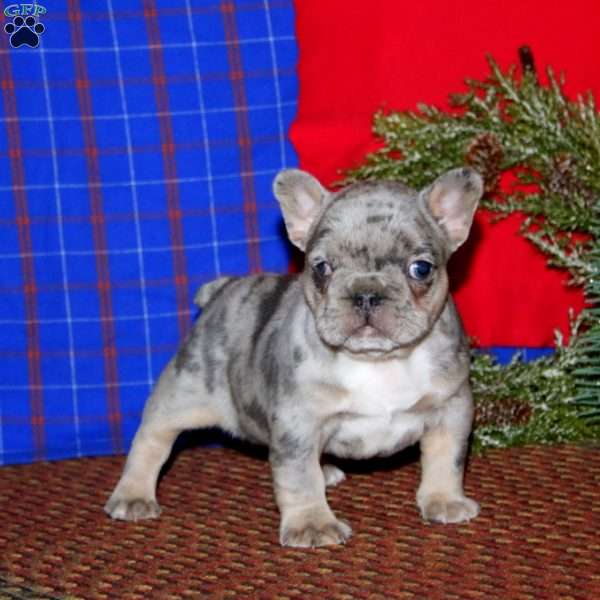 Kayla, French Bulldog Puppy