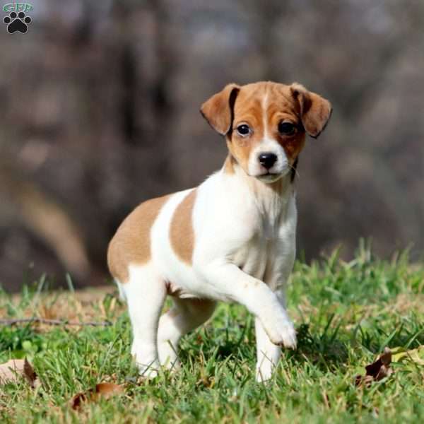 Kayla, Fox Terrier Mix Puppy