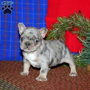 Kayla, French Bulldog Puppy