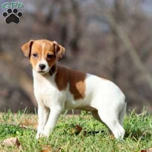 Kayla, Fox Terrier Mix Puppy