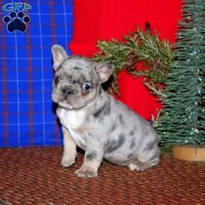 Kayla, French Bulldog Puppy