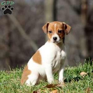 Kayla, Fox Terrier Mix Puppy