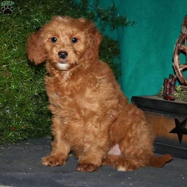 Kayson, Goldendoodle Puppy