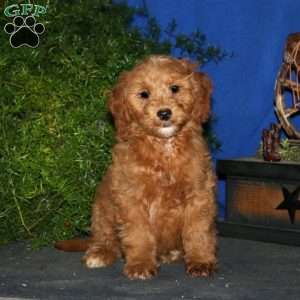 Kayson, Goldendoodle Puppy