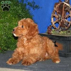 Kayson, Goldendoodle Puppy