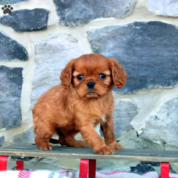 Keira, Cavalier King Charles Spaniel Puppy