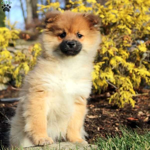 Keira, Pomeranian Puppy