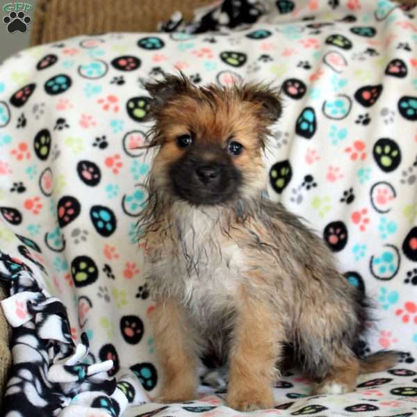 Keira, Pomeranian Puppy