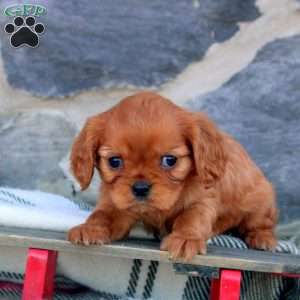Keira, Cavalier King Charles Spaniel Puppy