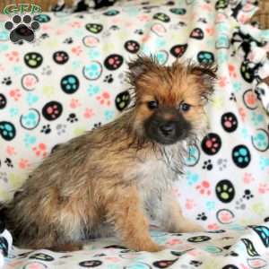 Keira, Pomeranian Puppy