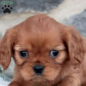 Keira, Cavalier King Charles Spaniel Puppy
