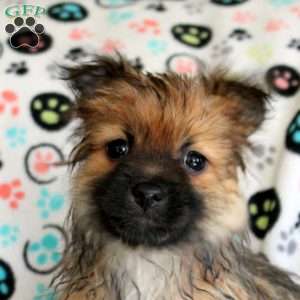 Keira, Pomeranian Puppy