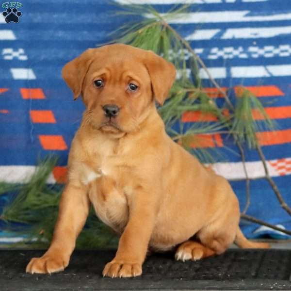 Kelly, Fox Red Labrador Retriever Puppy