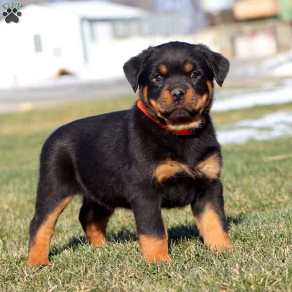 Kelly, Rottweiler Puppy