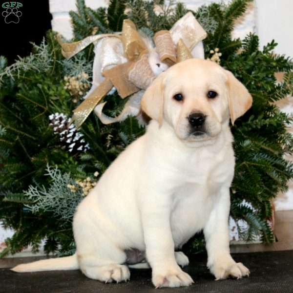 Kelly, Yellow Labrador Retriever Puppy