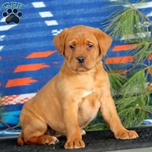 Kelly, Fox Red Labrador Retriever Puppy