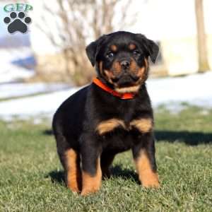 Kelly, Rottweiler Puppy