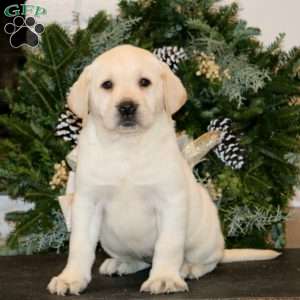 Kelly, Yellow Labrador Retriever Puppy
