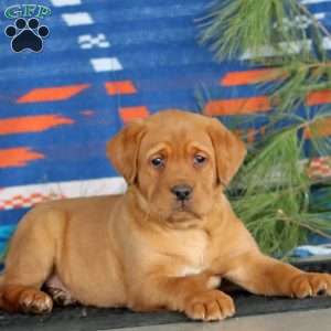 Kelly, Fox Red Labrador Retriever Puppy
