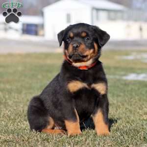 Kelly, Rottweiler Puppy