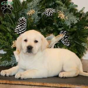 Kelly, Yellow Labrador Retriever Puppy