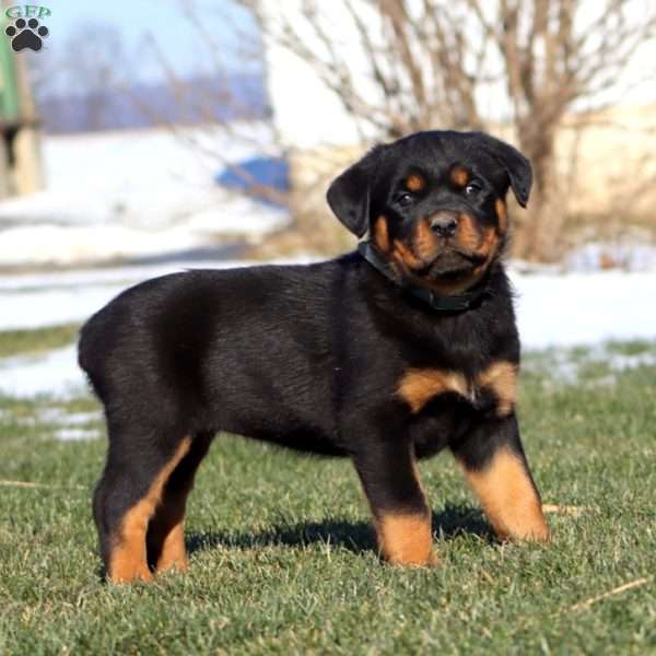 Kelsey, Rottweiler Puppy