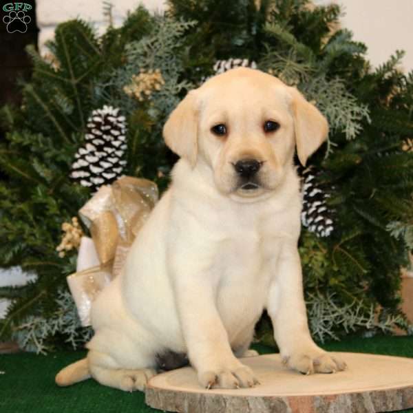Kelsey, Yellow Labrador Retriever Puppy
