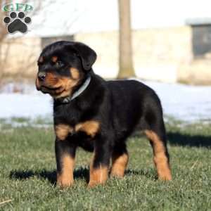 Kelsey, Rottweiler Puppy