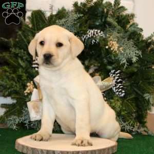 Kelsey, Yellow Labrador Retriever Puppy